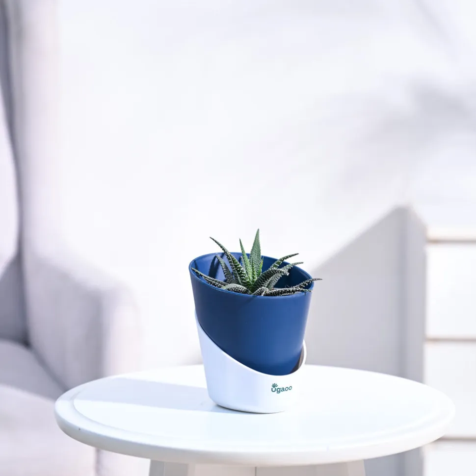 Haworthia Fasciata Plant