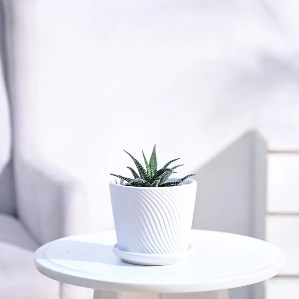 Haworthia Fasciata Plant