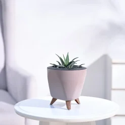 Haworthia Fasciata Plant