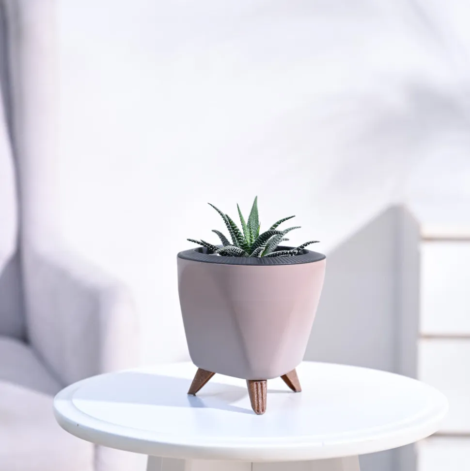 Haworthia Fasciata Plant