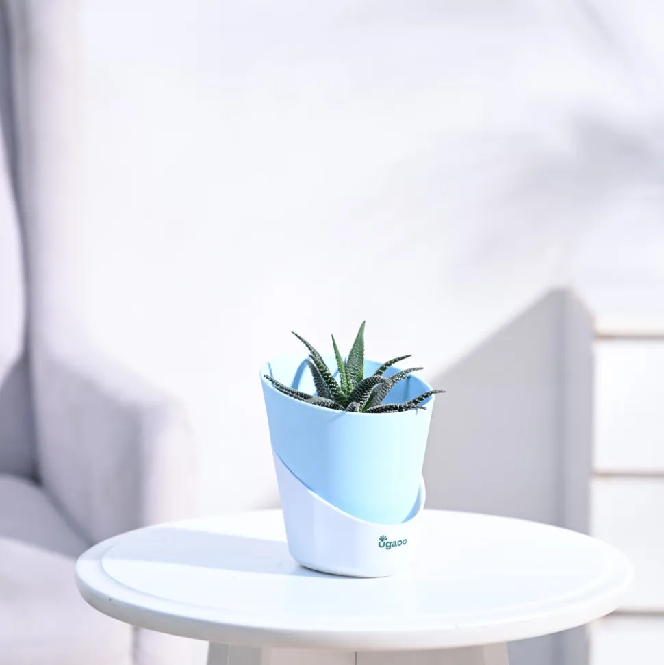 Haworthia Fasciata Plant