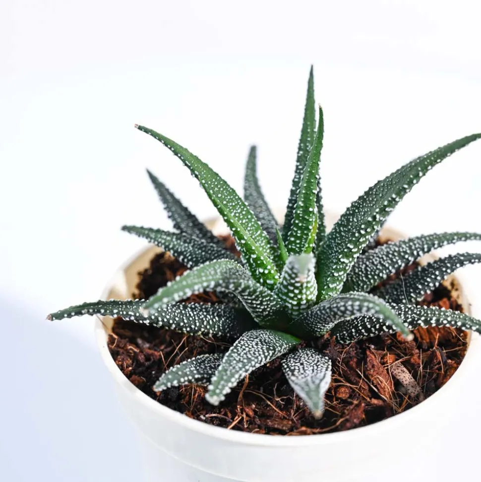 Haworthia Fasciata Plant