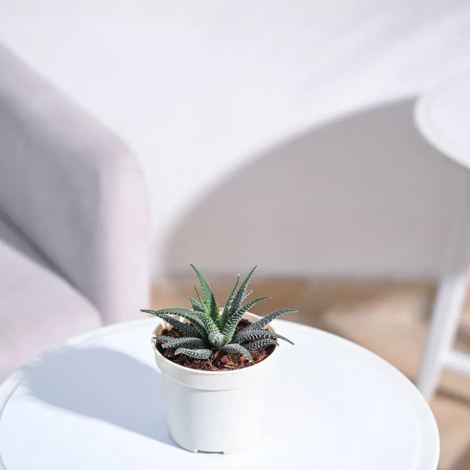 Haworthia Fasciata Plant