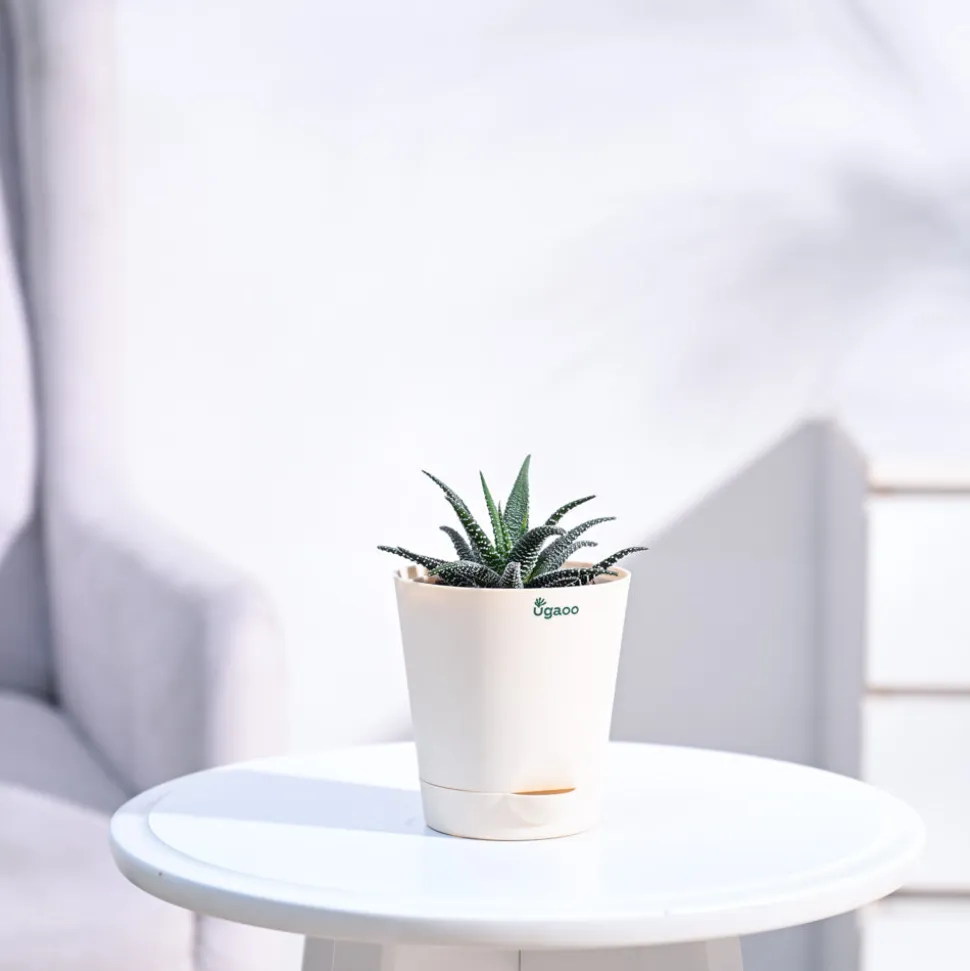 Haworthia Fasciata Plant