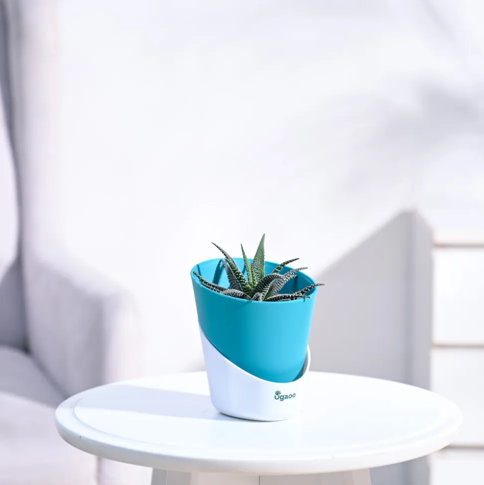 Haworthia Fasciata Plant