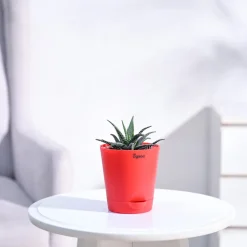 Haworthia Fasciata Plant