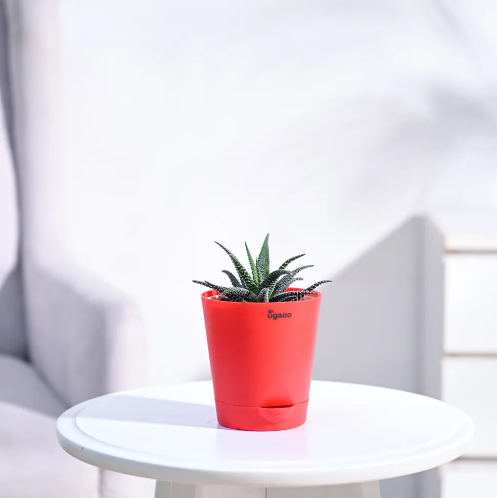 Haworthia Fasciata Plant