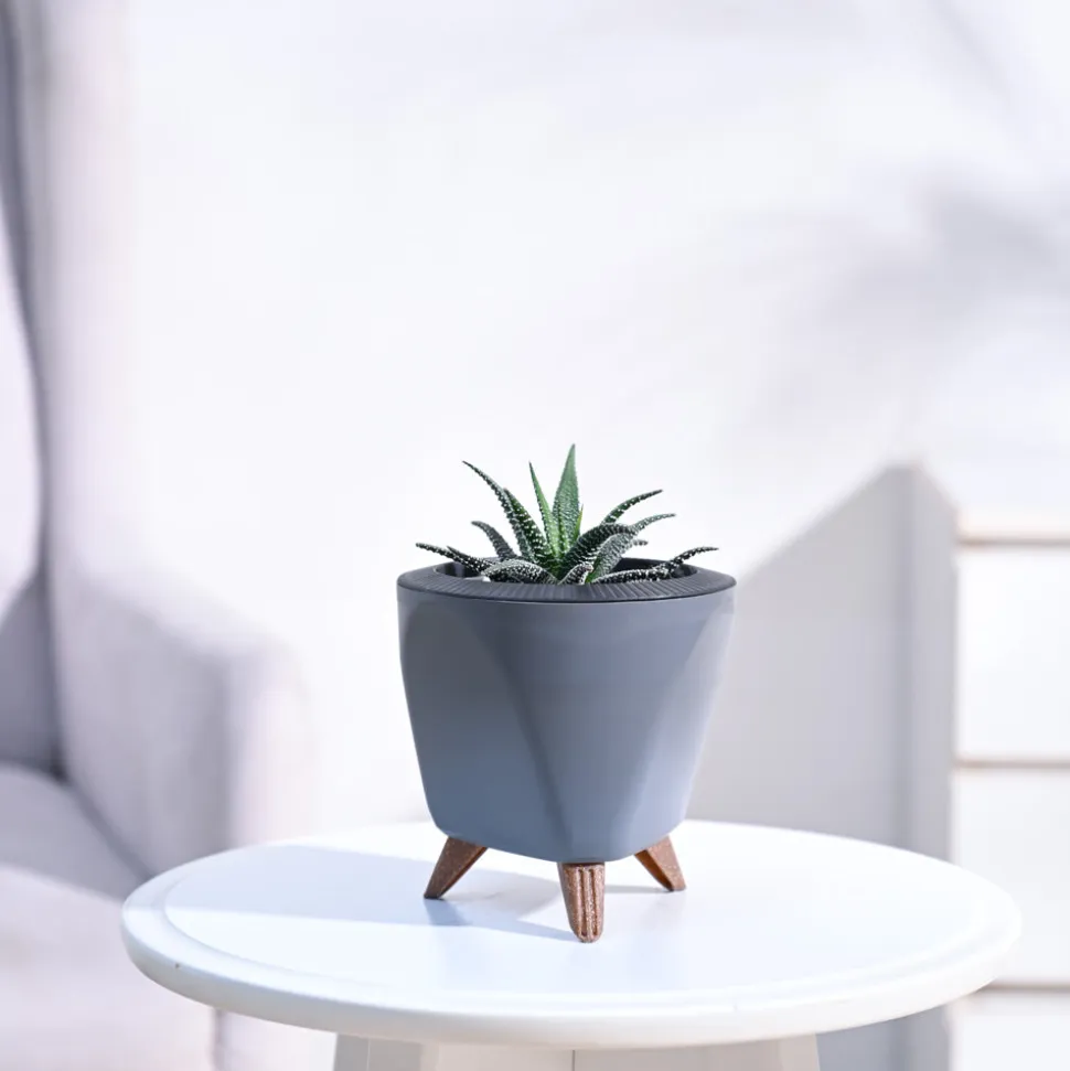 Haworthia Fasciata Plant