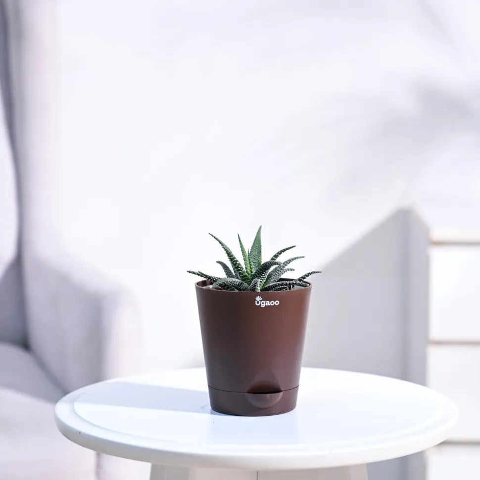 Haworthia Fasciata Plant