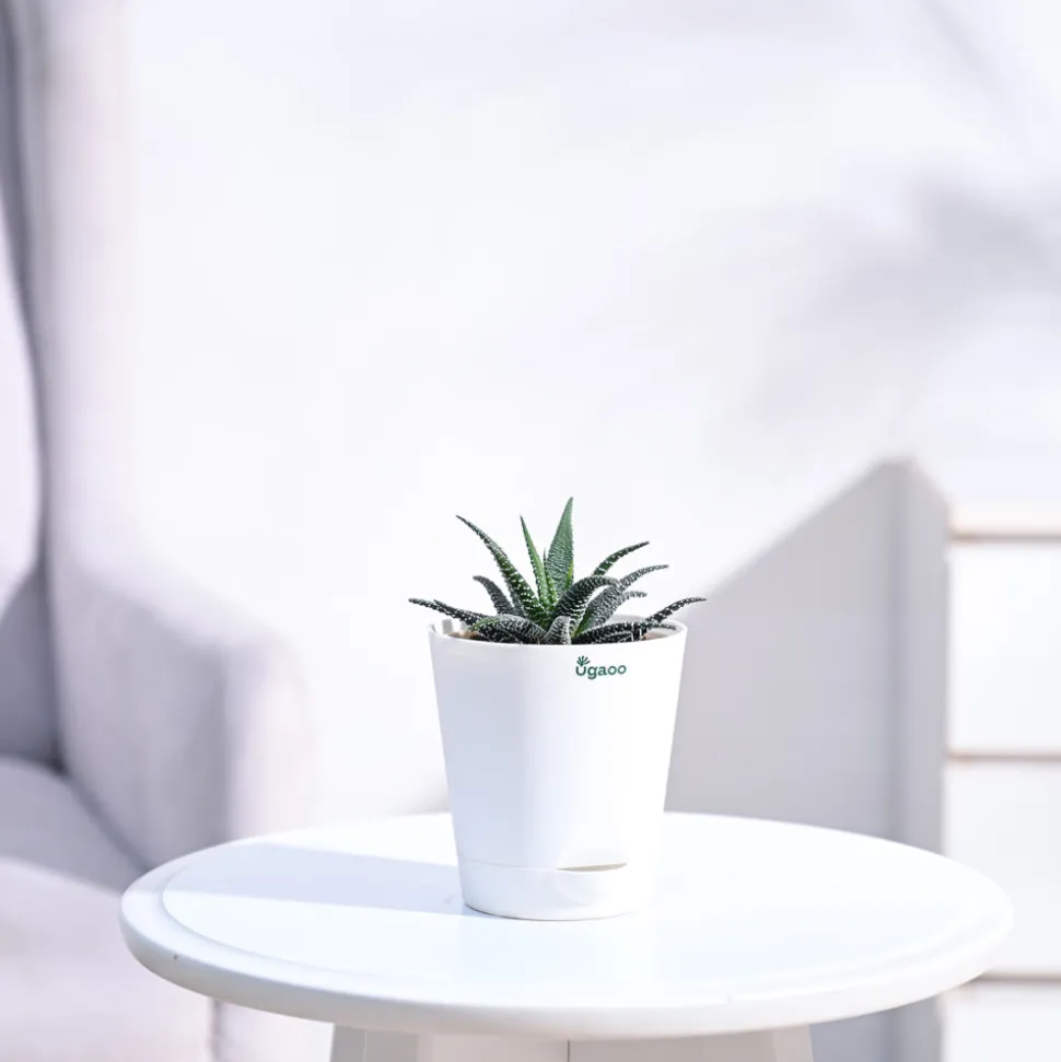 Haworthia Fasciata Plant