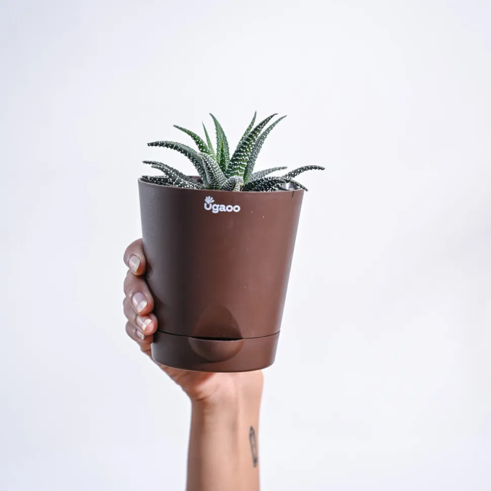 Haworthia Fasciata Plant