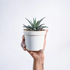 Haworthia Fasciata Plant