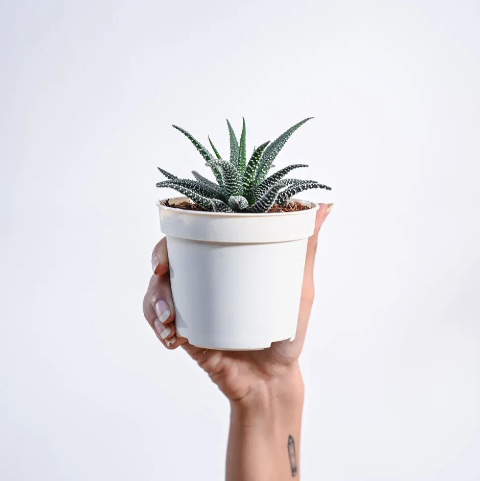 Haworthia Fasciata Plant