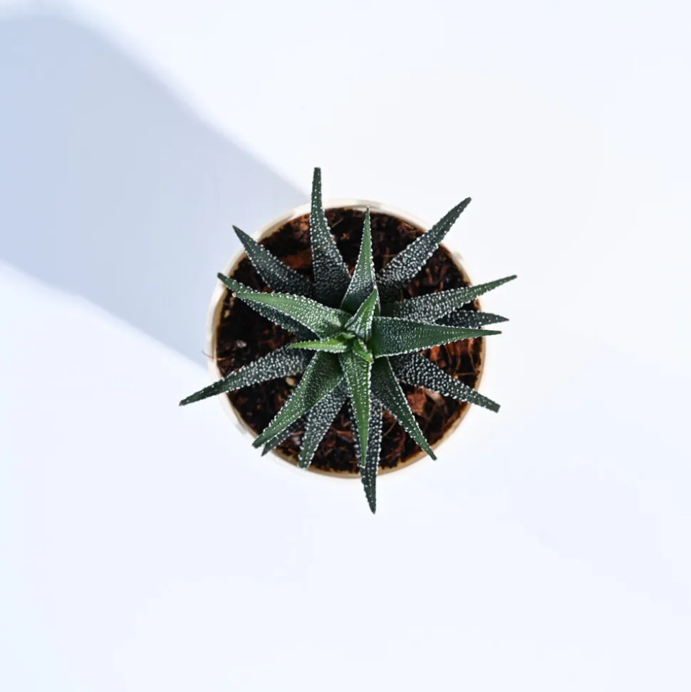 Haworthia Fasciata Plant
