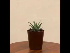 Haworthia Fasciata Plant