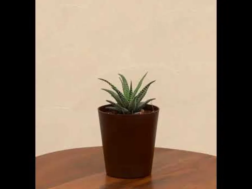Haworthia Fasciata Plant