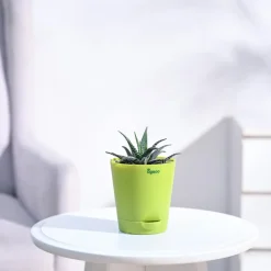 Haworthia Fasciata Plant
