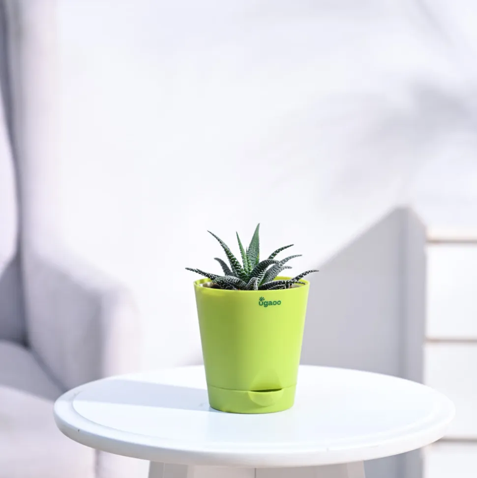 Haworthia Fasciata Plant