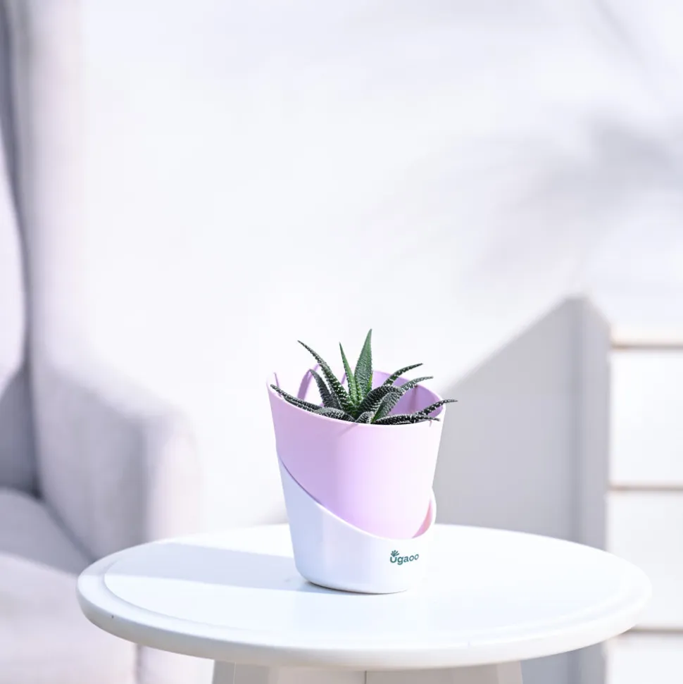 Haworthia Fasciata Plant