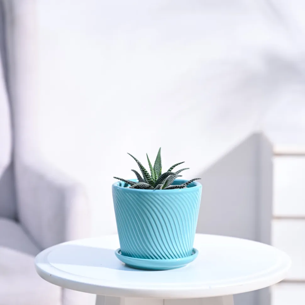 Haworthia Fasciata Plant
