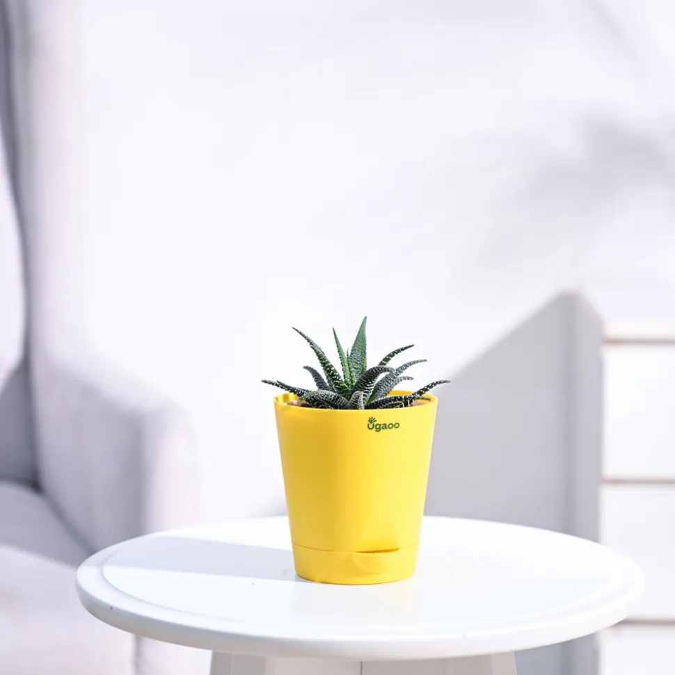 Haworthia Fasciata Plant