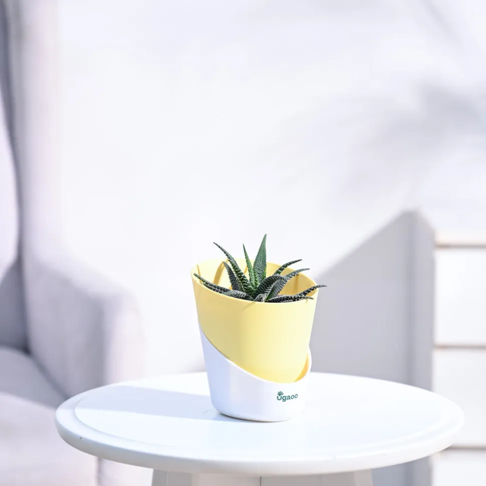 Haworthia Fasciata Plant
