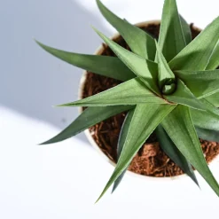Haworthia Limifolia var. Ubomboensis