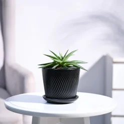 Haworthia Limifolia var. Ubomboensis