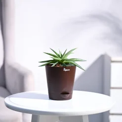 Haworthia Limifolia var. Ubomboensis