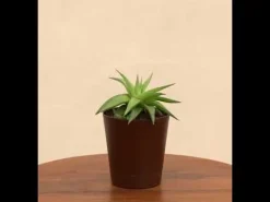 Haworthia Limifolia var. Ubomboensis