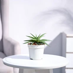 Haworthia Limifolia var. Ubomboensis