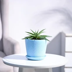Haworthia Limifolia var. Ubomboensis