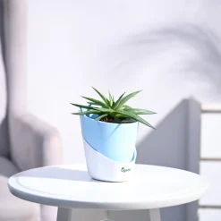 Haworthia Limifolia var. Ubomboensis