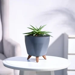 Haworthia Limifolia var. Ubomboensis