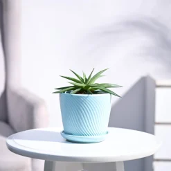 Haworthia Limifolia var. Ubomboensis