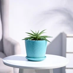 Haworthia Limifolia var. Ubomboensis