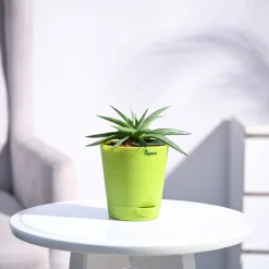 Haworthia Limifolia var. Ubomboensis