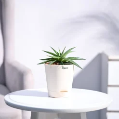 Haworthia Limifolia var. Ubomboensis