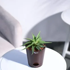 Haworthia Limifolia var. Ubomboensis