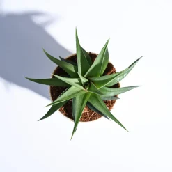 Haworthia Limifolia var. Ubomboensis