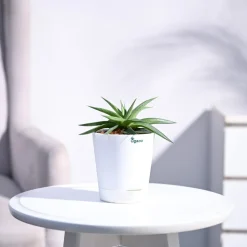 Haworthia Limifolia var. Ubomboensis