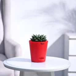 Haworthia Maculata Plant