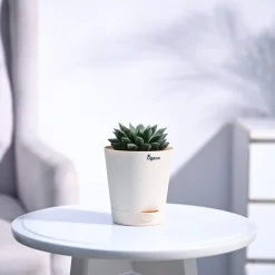 Haworthia Maculata Plant