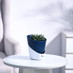Haworthia Maculata Plant