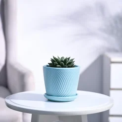 Haworthia Maculata Plant