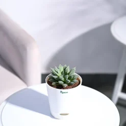 Haworthia Maculata Plant