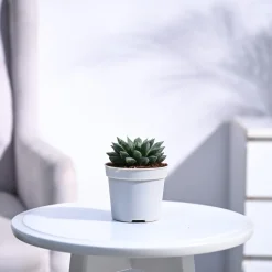 Haworthia Maculata Plant
