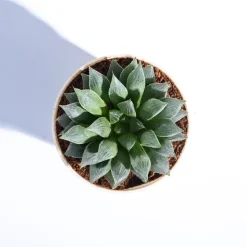 Haworthia Maculata Plant