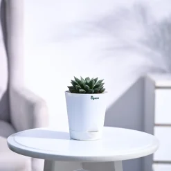 Haworthia Maculata Plant