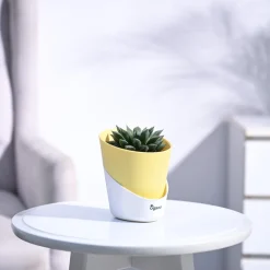 Haworthia Maculata Plant